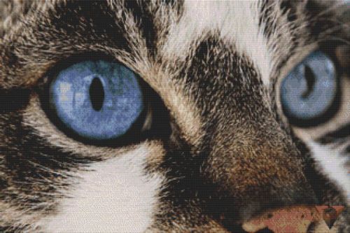 Through the Eye - Tabby Cat