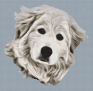 Great Pyrenees