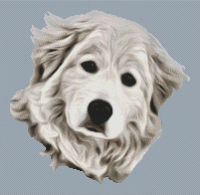 Great Pyrenees