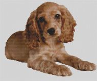 Cocker Spaniel Puppy 2