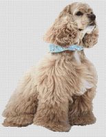 Ascob Cocker Spaniel