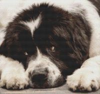 Landseer Newfoundland