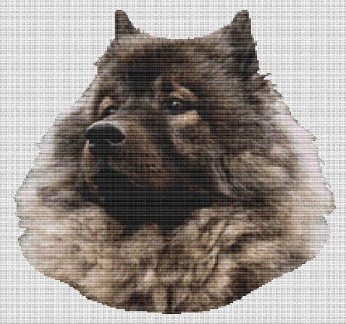 Keeshond