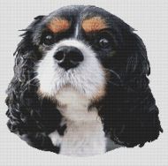 Tri-Colored Cavalier King Charles Spaniel 