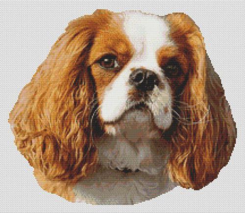 Blenheim Cavalier King Charles Spaniel 2