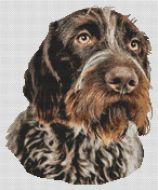 German Wirehaired Pointer 2