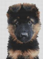 German Shepherd Puppy