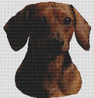 Out of the Shadows - Dachshund