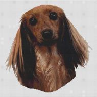 Sable Longhaired Dachshund