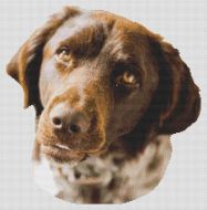 German Shorthaired Pointer