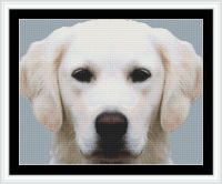 Yellow Lab