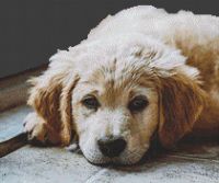 Golden Retriever Resting