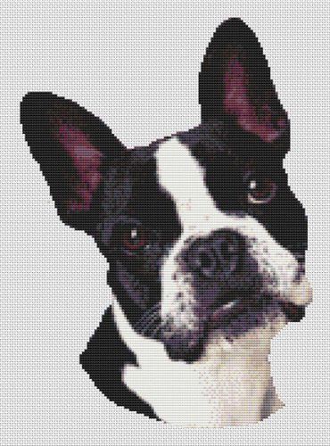 Boston Terrier Portrait