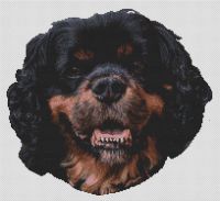 Black and Tan Cavalier King Charles Spaniel 