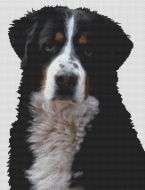 Bernese Mountain Dog 2 PDF