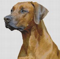 Rhodesian Ridgeback