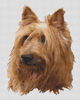 Australian Terrier 