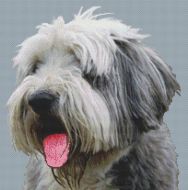 Old English Sheepdog