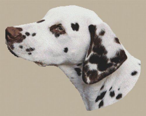 Dalmatian