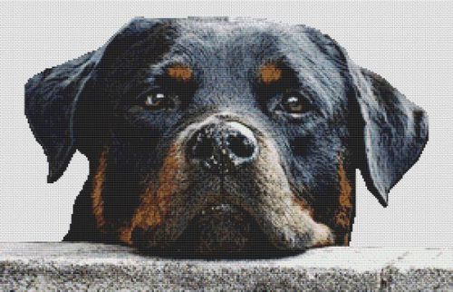 Rottweiler Watching