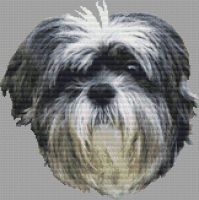 Silver & White Havanese