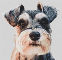 Schnauzer Alert PDF