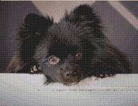 Spike - Black Pomeranian PDF
