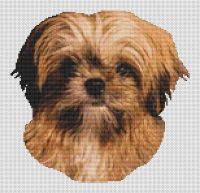 Lhasa Apso Puppy