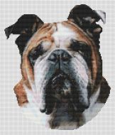Butch - Bulldog PDF