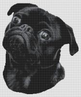 Chewy - Black Pug