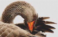 Greylag Goose