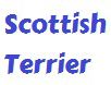 Scottish Terrier 