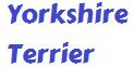 Yorkshire Terrier 